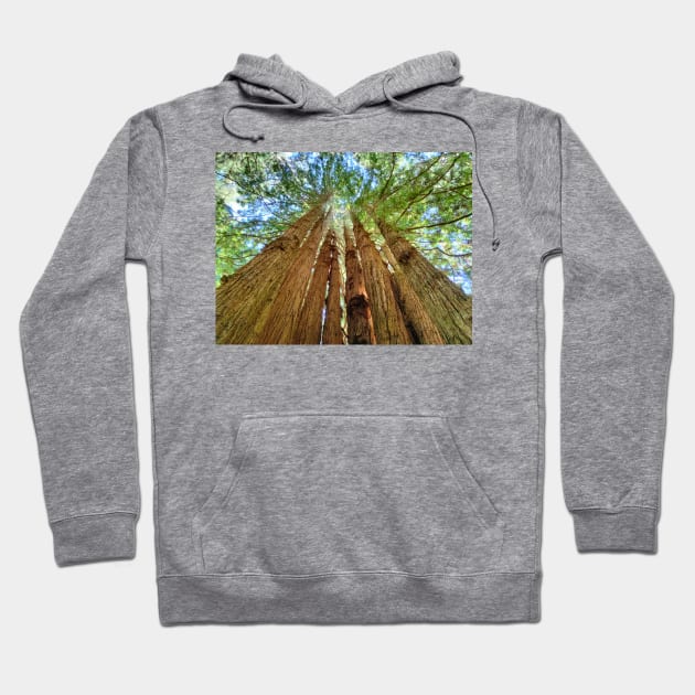 Redwood Grove Hoodie by Johnmichaelartist